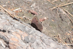 Cercyonis oetus