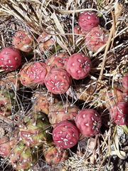 Tephrocactus verschaffeltii