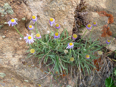 Erigeron vetensis