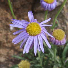 Erigeron vetensis