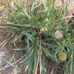Erigeron vetensis