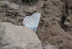Plebejus anna