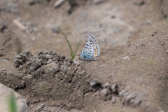 Euphilotes heracleoides