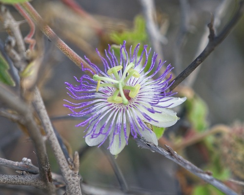 Image of Passiflora pentaschista by (c) Bill Levine, some rights reserved (CC BY)