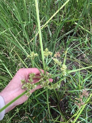 Cyperus virens