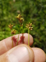 Carex tenuiflora