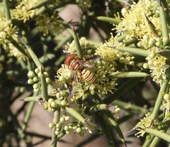 Eucerceris canaliculata