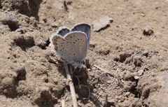 Plebejus anna