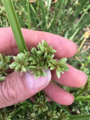Cyperus virens