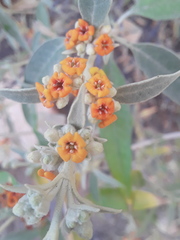 Buddleja tucumanensis
