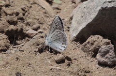 Plebejus anna