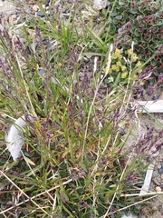Poa pratensis colpodea