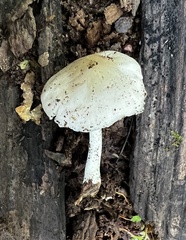 Pluteus pellitus