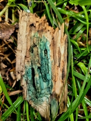 Chlorociboriaceae