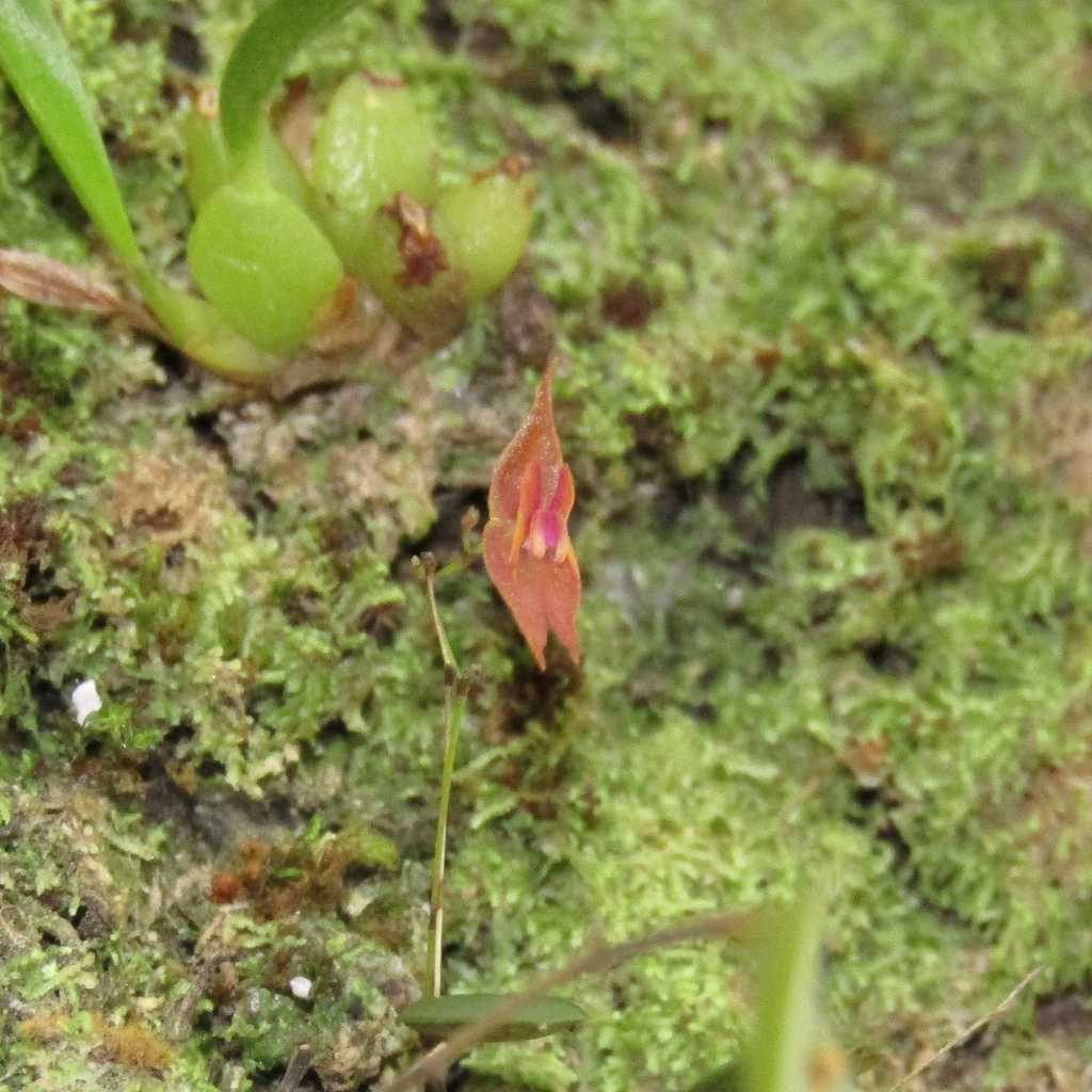 Lepanthes enca-barcenae