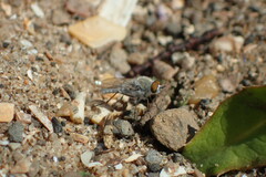 Acrosathe annulata