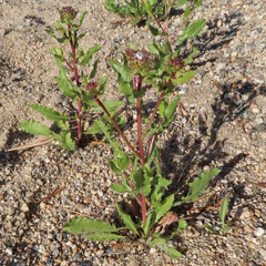 Grindelia subalpina