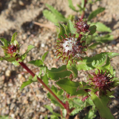 Grindelia subalpina