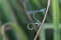 Ischnura elegans