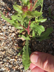 Grindelia subalpina