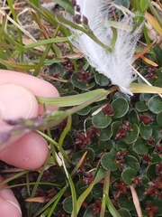 Poa pratensis colpodea