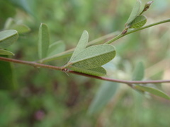 Lespedeza texana
