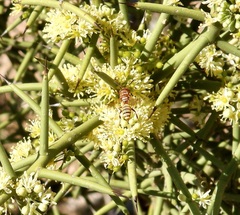 Eucerceris canaliculata