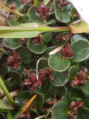 Poa pratensis colpodea