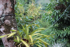 Brassia verrucosa