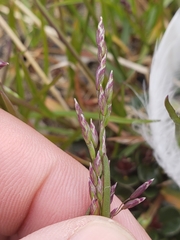 Poa pratensis colpodea