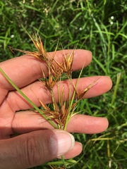 Rhynchospora macrostachya