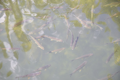 Notemigonus crysoleucas