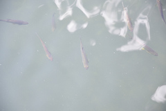 Notemigonus crysoleucas