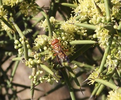 Eucerceris canaliculata