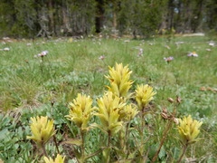 Castilleja peirsonii