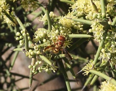 Eucerceris canaliculata