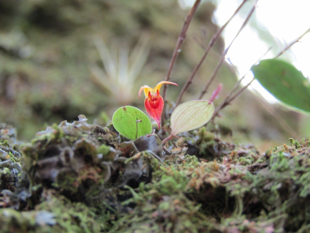 Lepanthes fratercula