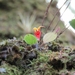 Lepanthes fratercula - Photo (c) Sobeida Morales, some rights reserved (CC BY-NC), uploaded by Sobeida Morales