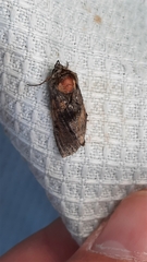 Abrostola tripartita