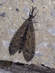 Brachynemurus nebulosus