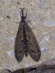 Brachynemurus nebulosus
