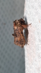 Abrostola tripartita