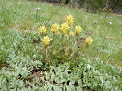 Castilleja peirsonii