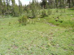 Castilleja peirsonii