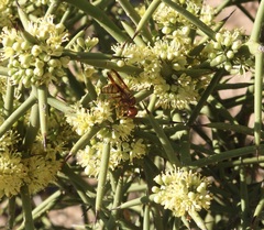 Eucerceris canaliculata