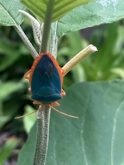 Edessa rufomarginata