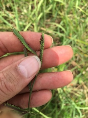 Paspalum denticulatum