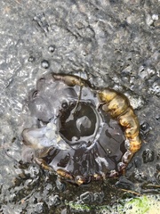 Chrysaora fuscescens