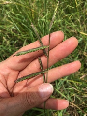 Paspalum denticulatum