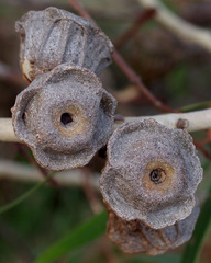 Eucalyptus erythrocorys